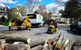 Trusted Shenandoah Junction, WV Tree Services Experts
