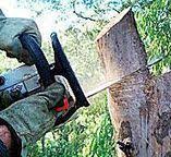 How Our Tree Care Process Works  in  Shenandoah Junction, WV
