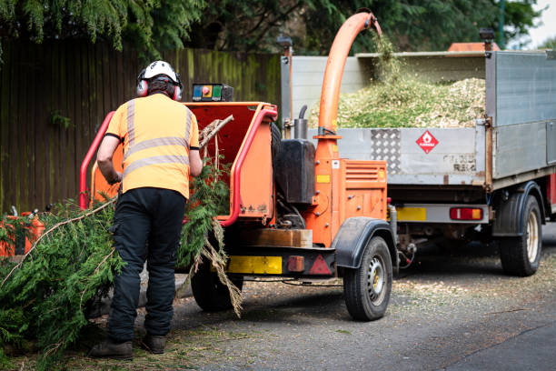 Best Tree Removal  in Shenandoah Junction, WV